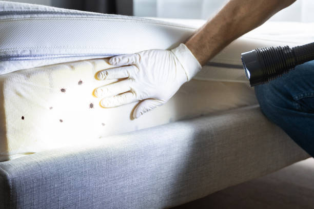 Best Ant Control Services  in Colonial Heights, TN